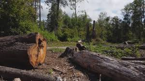 Best Tree and Shrub Care  in Marshall, WI