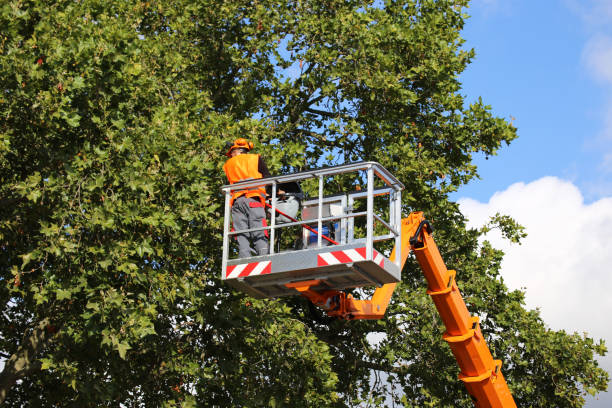 Best Lawn Maintenance Plans  in Marshall, WI