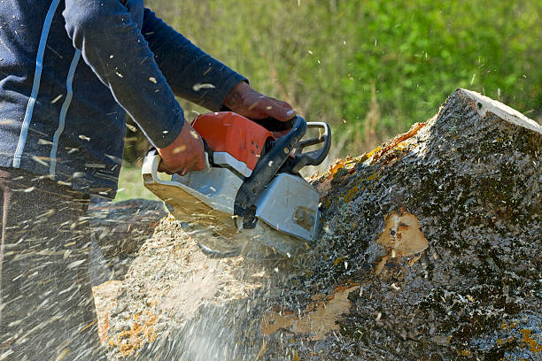 Best Lawn Watering Services  in Marshall, WI